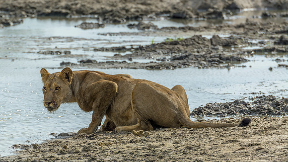 Lion Pride at Water Hole