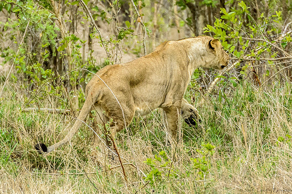 Lions Stalking Cape Buffalo