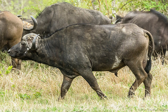 Cape Buffalo