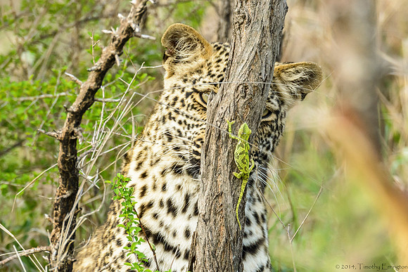 Male Leopard Cub Toying with a Chameleon