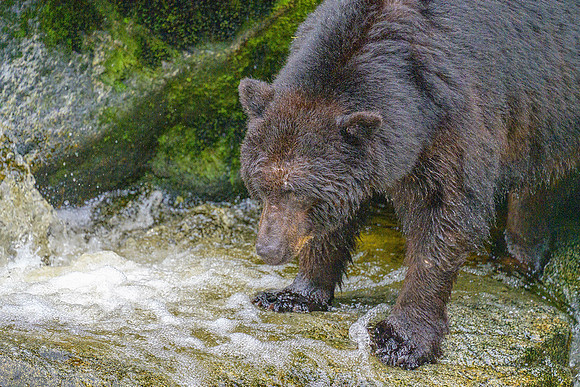 Alaska 2024