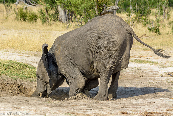Elephant