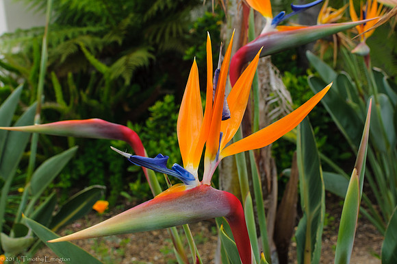 Bird of Paradise