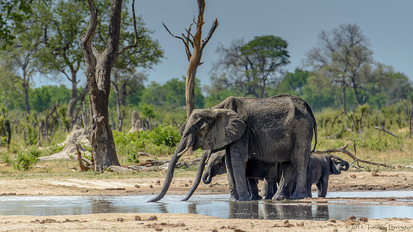 Elephants at the Little Makalolo Water Hole