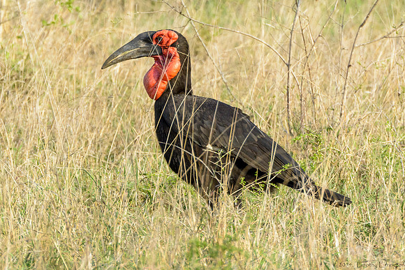 Southern Ground-Hornbill