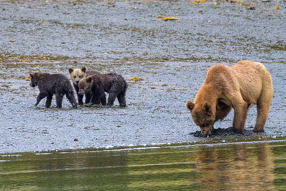 Alaska 2024