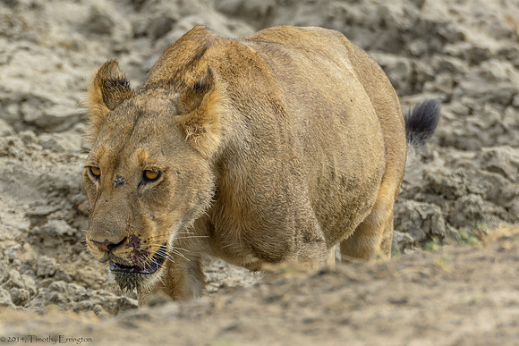 Lion Pride at Water Hole