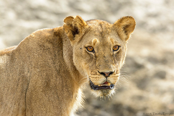 Lion Pride at Water Hole