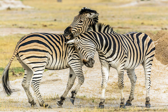 Zebra at Play