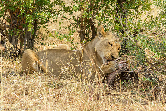 Lions with Kill