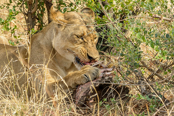 Lions with Kill