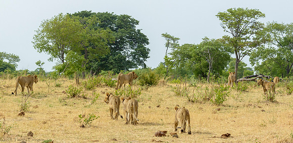 Lion Pride at Water Hole