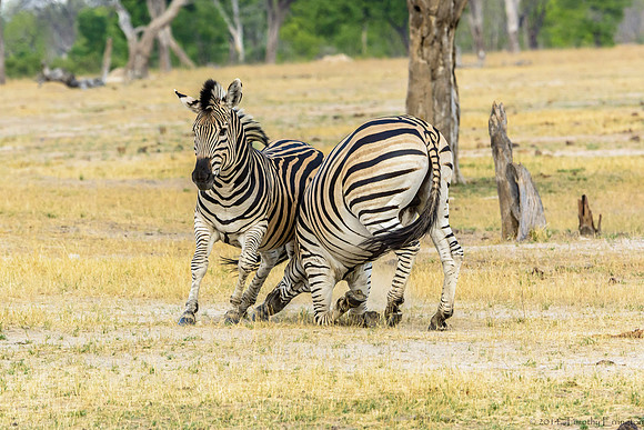 Zebra at Play