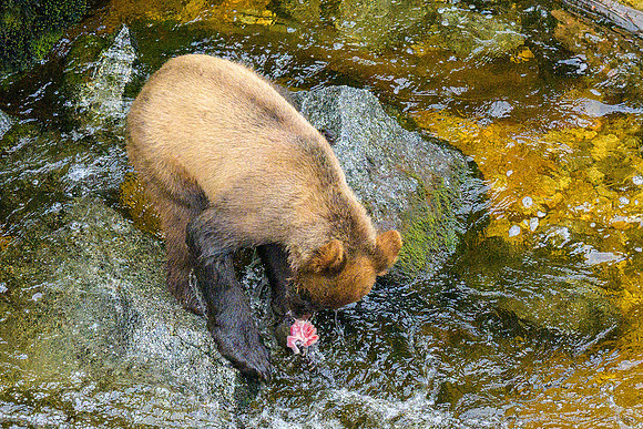 Alaska 2024