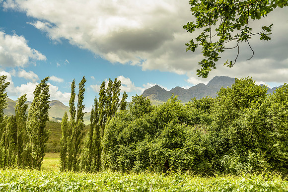 Stellenbosch Wine Region