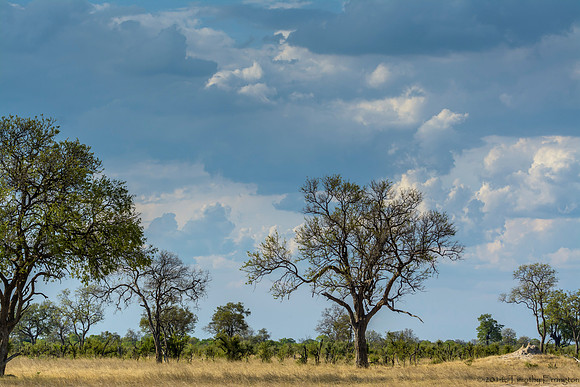 The Savannah