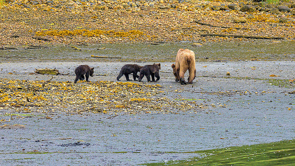 Alaska 2024