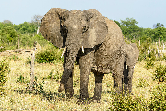 Elephant