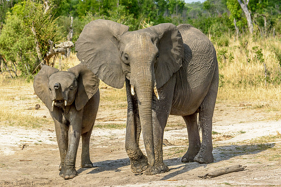 Elephant