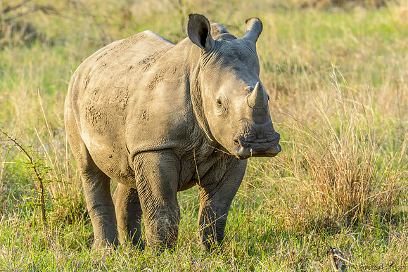 White Rhino