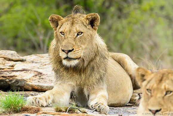 Pride of Lions