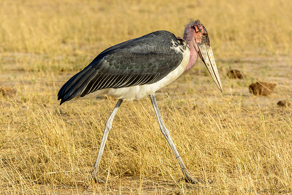 Marabou Stork - The Old Men