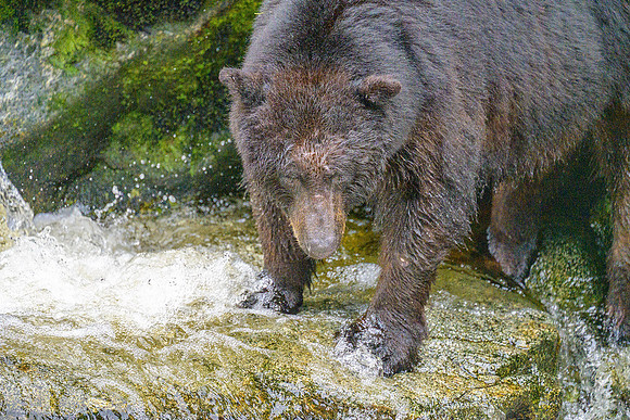 Alaska 2024
