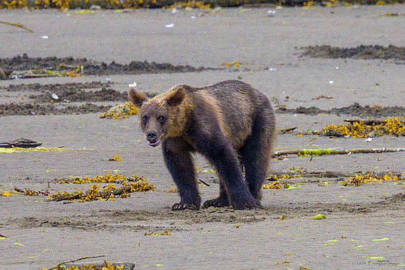 Alaska 2024