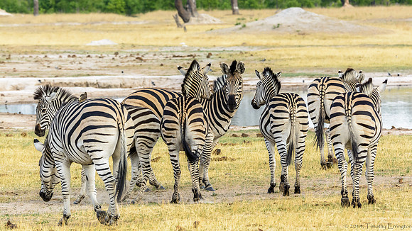 Zebra