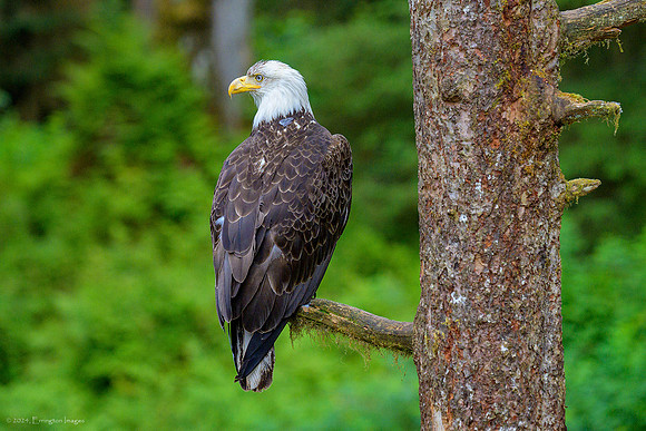 Alaska 2024