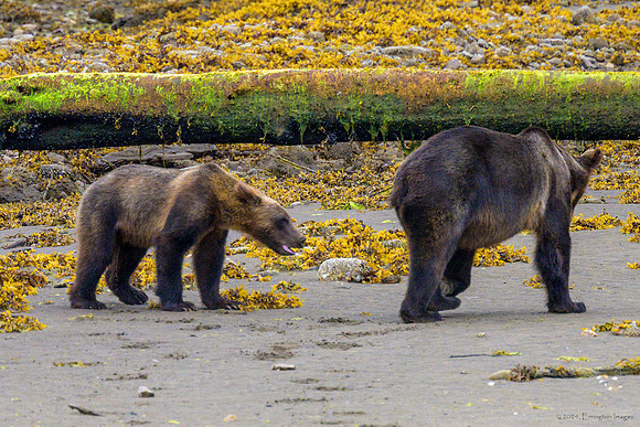 Alaska 2024