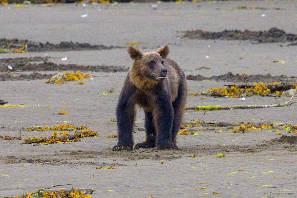 Alaska 2024