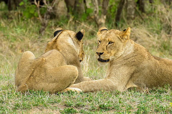 Lions Taking a Break from Stalking Cape Buffalo