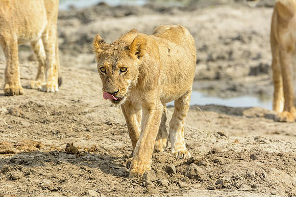 Lion Pride at Water Hole
