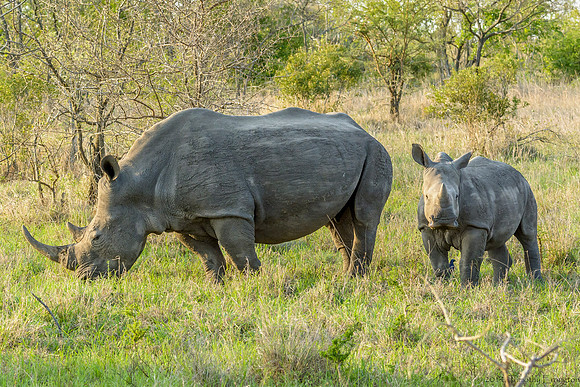 White Rhino