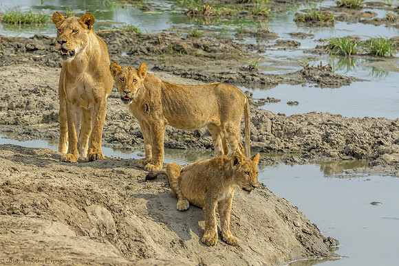 Lion Pride at Water Hole