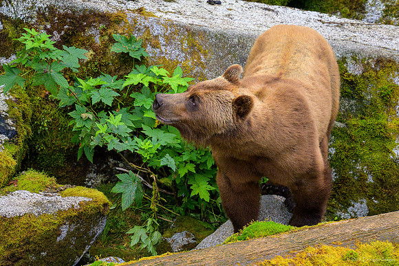 Alaska 2024