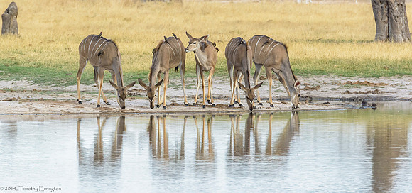 Greater Kudu with many Red-Billed Oxpecker