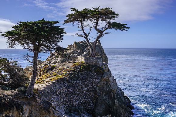 Lone Cypress