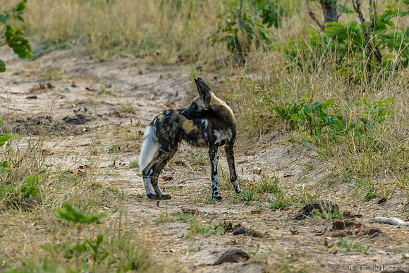 African Painted Dog