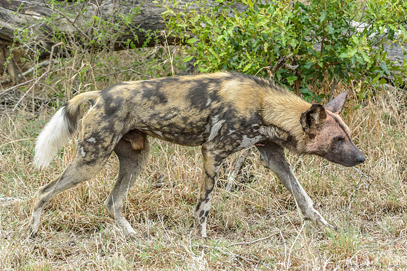 African Painted Dog