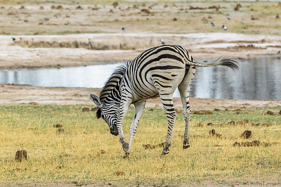 Zebra
