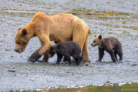 Alaska 2024