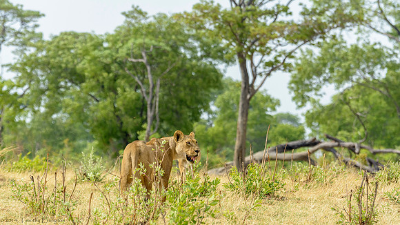 Lion Pride at Water Hole