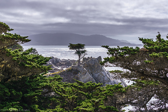 Lone Cypress