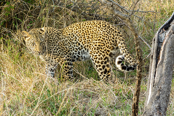 Female Leopard Cub