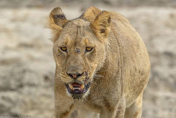 Lion Pride at Water Hole