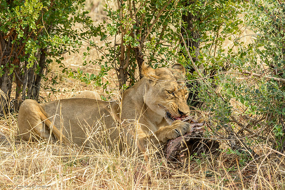 Lions with Kill