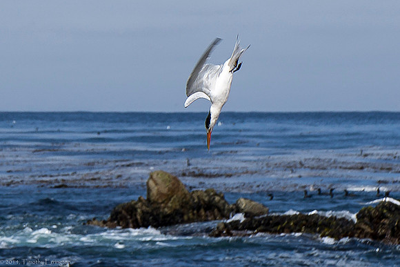Elegant Tern