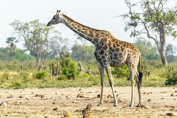 Giraffe at Little Makalolo Water Hole
